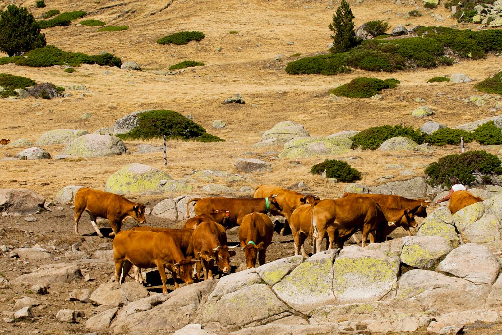 La Balmeta ( Repas des vaches  face au refuge)_GIL4590.JPG